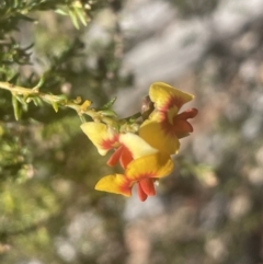 Dillwynia phylicoides at Tinderry, NSW - 11 Aug 2023