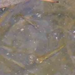 Gambusia holbrooki (Gambusia, Plague minnow, Mosquito fish) at Turner, ACT - 10 Apr 2023 by ConBoekel