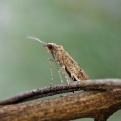 Gnathifera eurybias (A Fringe-tufted Moth) at Belconnen, ACT - 11 Aug 2023 by CathB