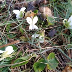 Viola odorata (Sweet Violet, Common Violet) at Wanniassa Hill - 11 Aug 2023 by KumikoCallaway