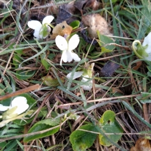 Viola odorata at Fadden, ACT - 12 Aug 2023 07:26 AM