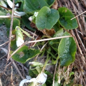 Viola odorata at Fadden, ACT - 12 Aug 2023 07:26 AM