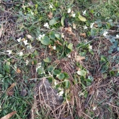 Viola odorata at Fadden, ACT - 12 Aug 2023 07:26 AM