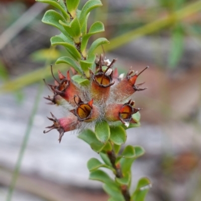 Kunzea sp. (A Kunzea) at Tianjara, NSW - 20 May 2023 by RobG1