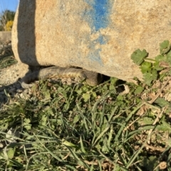 Tiliqua scincoides scincoides (Eastern Blue-tongue) at Molonglo River Reserve - 8 Aug 2023 by teeniiee