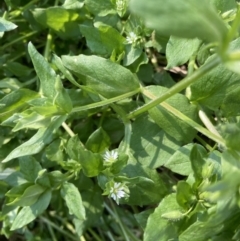 Stellaria media (Common Chickweed) at Belconnen, ACT - 11 Aug 2023 by JohnGiacon