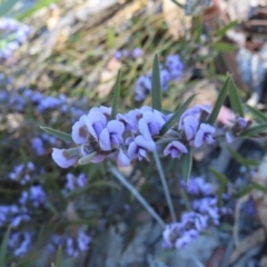 Hovea heterophylla (Common Hovea) at Bombay, NSW - 11 Aug 2023 by MatthewFrawley