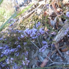 Hovea heterophylla at Bombay, NSW - 11 Aug 2023