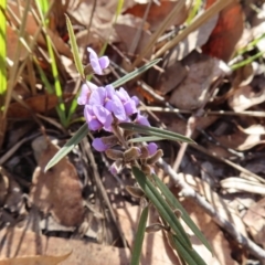 Hovea heterophylla at Bombay, NSW - 11 Aug 2023