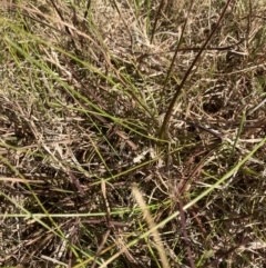 Bothriochloa macra (Red Grass, Red-leg Grass) at Flea Bog Flat to Emu Creek Corridor - 4 Aug 2023 by JohnGiacon