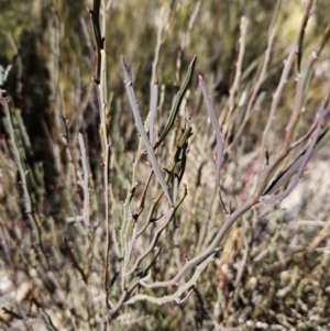 Bossiaea bombayensis at suppressed - 11 Aug 2023