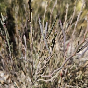 Bossiaea bombayensis at suppressed - 11 Aug 2023