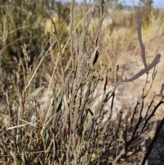 Bossiaea bombayensis at suppressed - 11 Aug 2023