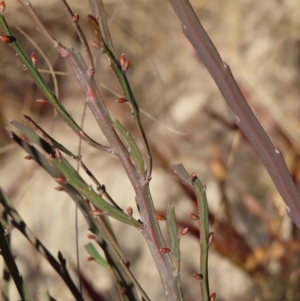 Bossiaea bombayensis at suppressed - 11 Aug 2023