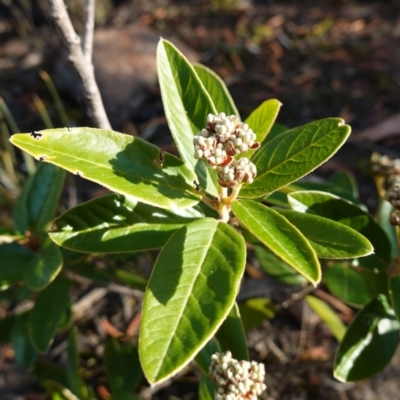 Pomaderris ferruginea at Boolijah, NSW - 20 May 2023 by RobG1