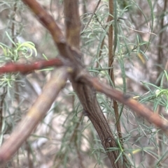 Acacia rubida (Red-stemmed Wattle, Red-leaved Wattle) at Wamboin, NSW - 12 Aug 2023 by lbradley