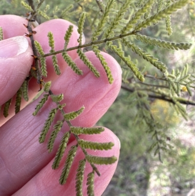 Acacia cardiophylla (Wyalong Wattle) at Wamboin, NSW - 12 Aug 2023 by lbradley