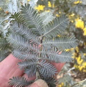 Acacia baileyana at Wamboin, NSW - 12 Aug 2023