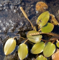 Potamogeton cheesemanii (Pondweed) at Wollogorang, NSW - 20 Dec 2022 by JaneR