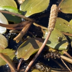 Potamogeton cheesemanii at Wollogorang, NSW - 20 Dec 2022 05:08 PM