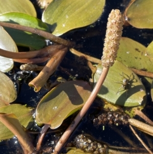 Potamogeton cheesemanii at Wollogorang, NSW - 20 Dec 2022 05:08 PM