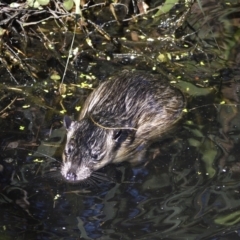 Hydromys chrysogaster (Rakali or Water Rat) at Acton, ACT - 29 Apr 2022 by davidcunninghamwildlife