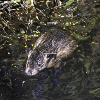 Hydromys chrysogaster (Rakali or Water Rat) at Acton, ACT - 29 Apr 2022 by davidcunninghamwildlife