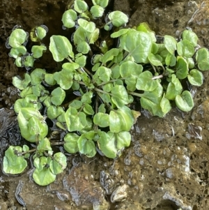 Rorippa nasturtium-aquaticum at Michelago, NSW - 11 Aug 2023 03:53 PM