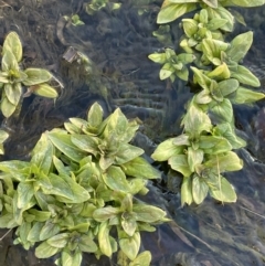 Veronica anagallis-aquatica (Blue Water Speedwell) at Michelago, NSW - 11 Aug 2023 by JaneR