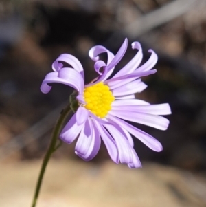 Brachyscome rigidula at Carwoola, NSW - 22 May 2023 10:48 AM