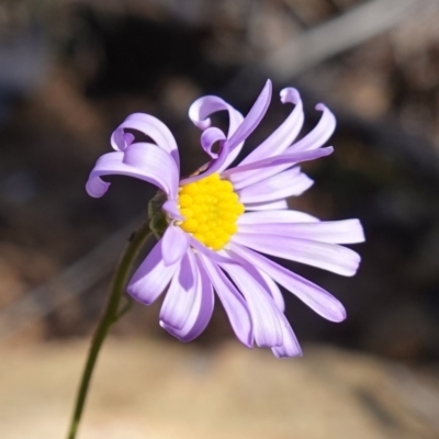 Brachyscome rigidula (Hairy Cut-leaf Daisy) at Carwoola, NSW - 22 May 2023 by RobG1