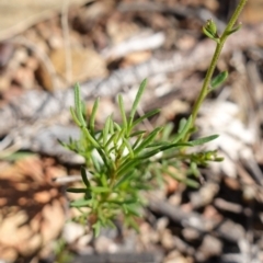 Brachyscome rigidula at Carwoola, NSW - 22 May 2023 10:48 AM