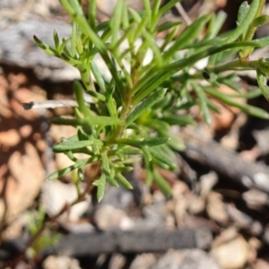 Brachyscome rigidula at Carwoola, NSW - 22 May 2023 10:48 AM