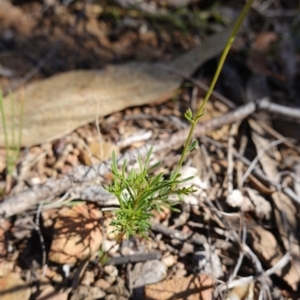 Brachyscome rigidula at Carwoola, NSW - 22 May 2023