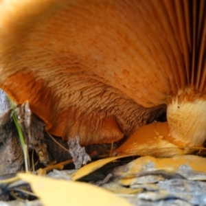 Gymnopilus junonius at Carwoola, NSW - 22 May 2023