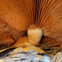 Gymnopilus junonius at Carwoola, NSW - 22 May 2023