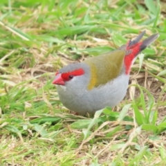 Neochmia temporalis (Red-browed Finch) at Jerrabomberra Wetlands - 12 Aug 2023 by TomW