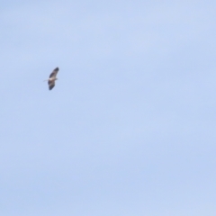 Haliastur sphenurus (Whistling Kite) at Fyshwick, ACT - 12 Aug 2023 by TomW