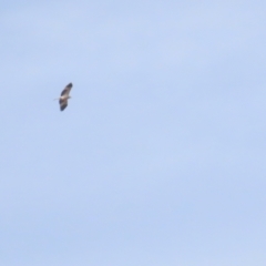 Haliastur sphenurus (Whistling Kite) at Fyshwick, ACT - 12 Aug 2023 by BenW