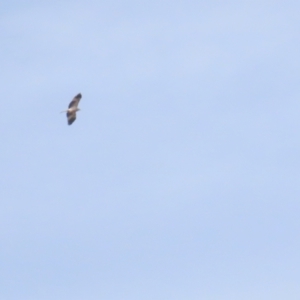 Haliastur sphenurus at Fyshwick, ACT - 12 Aug 2023