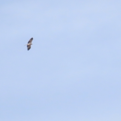 Haliastur sphenurus (Whistling Kite) at Fyshwick Sewerage Treatment Plant - 12 Aug 2023 by TomW