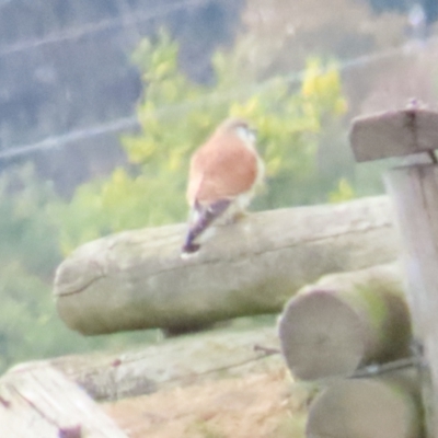 Falco cenchroides (Nankeen Kestrel) at Fyshwick, ACT - 12 Aug 2023 by TomW