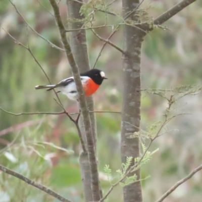 Petroica boodang (Scarlet Robin) at Mount Ainslie - 12 Aug 2023 by BenW