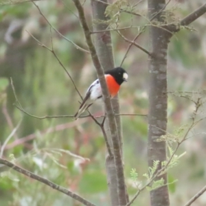 Petroica boodang at Majura, ACT - 12 Aug 2023 11:31 AM