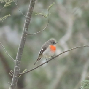 Petroica boodang at Majura, ACT - 12 Aug 2023 11:31 AM