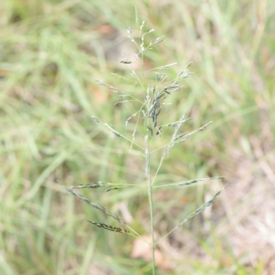 Eragrostis curvula (African Lovegrass) at Turner, ACT - 10 Apr 2023 by ConBoekel