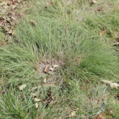 Eragrostis curvula at Turner, ACT - 10 Apr 2023