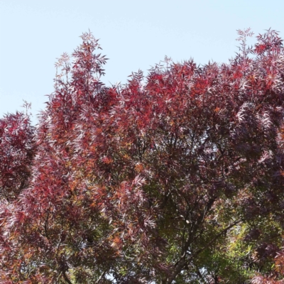 Fraxinus sp. (An Ash) at Sullivans Creek, Turner - 10 Apr 2023 by ConBoekel