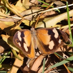 Heteronympha merope (Common Brown Butterfly) at Haig Park - 10 Apr 2023 by ConBoekel