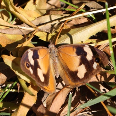 Heteronympha merope (Common Brown Butterfly) at Haig Park - 10 Apr 2023 by ConBoekel
